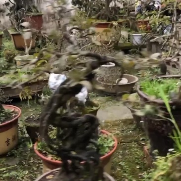 金弹子盆景