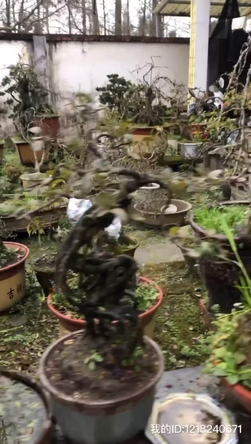 金弹子盆景