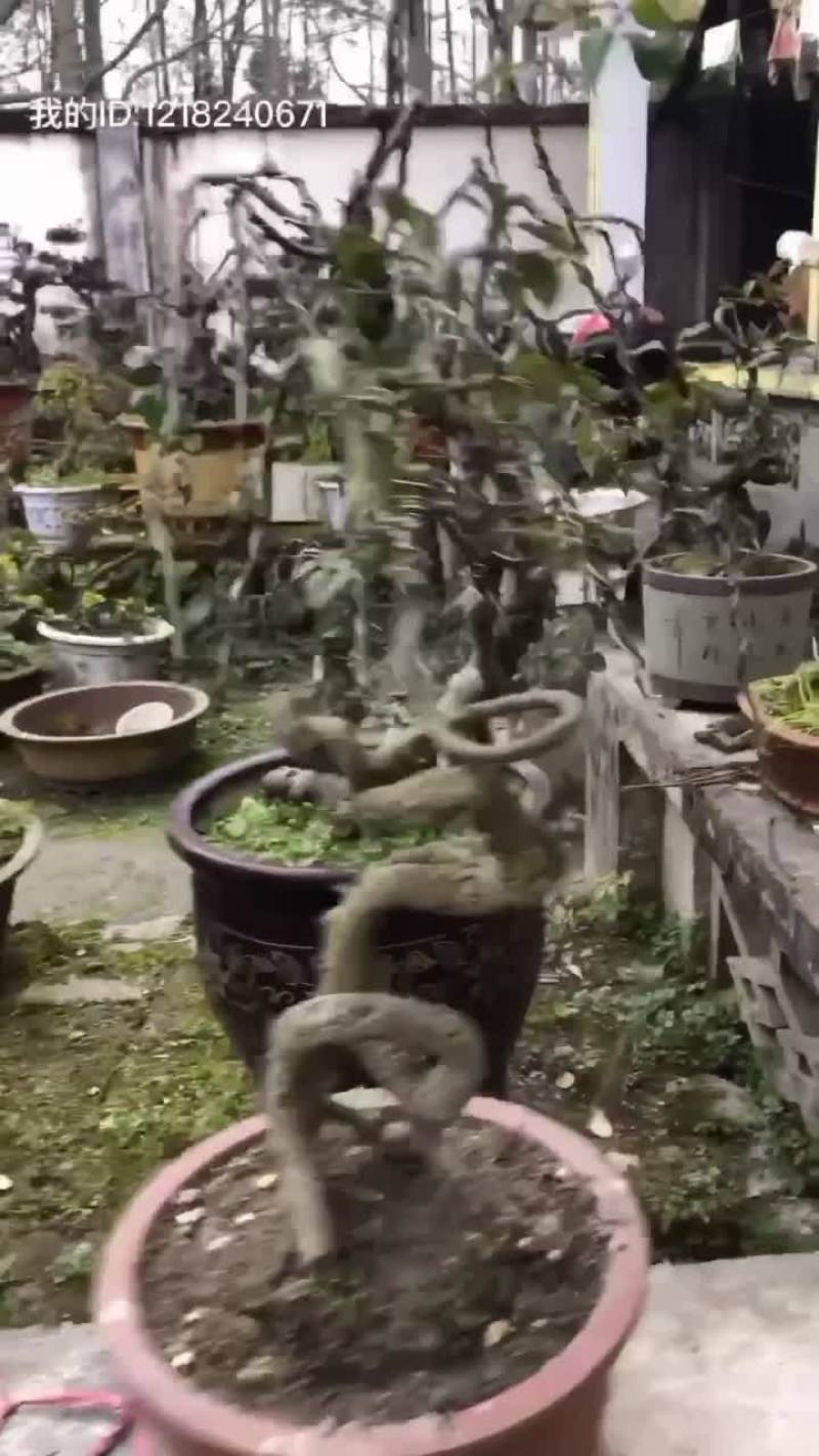 金弹子盆景