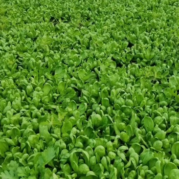茼蒿