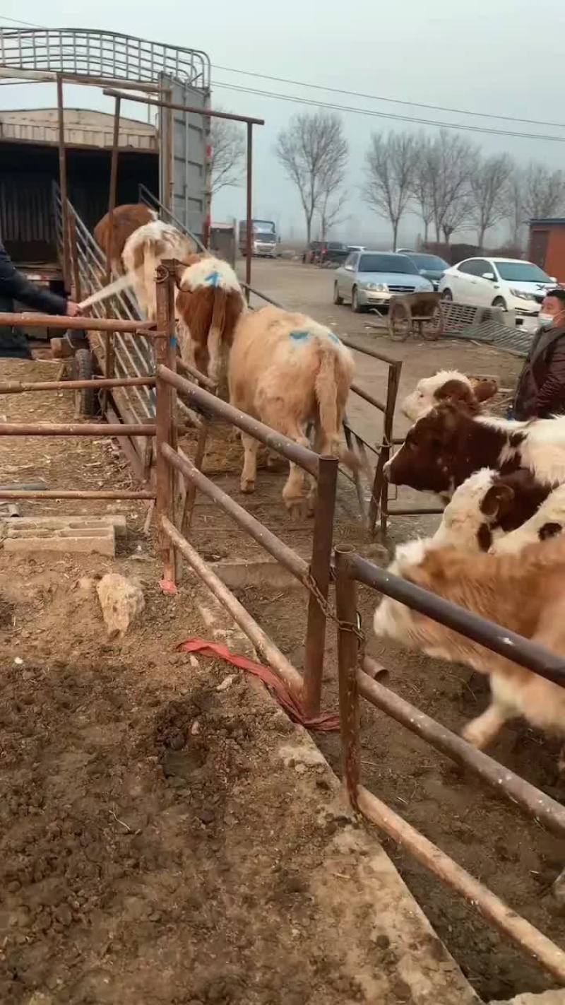 (养殖场直销)西门塔尔牛