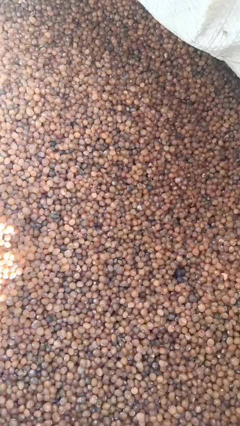 黄精种子精品