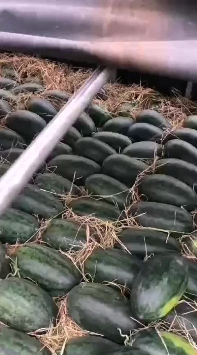 越南西贡黑美人