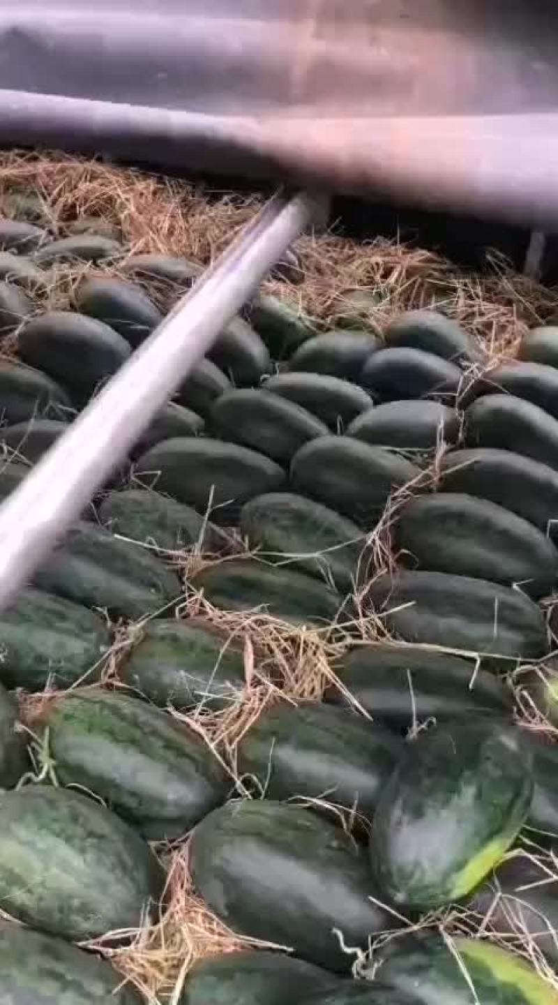 越南西贡黑美人