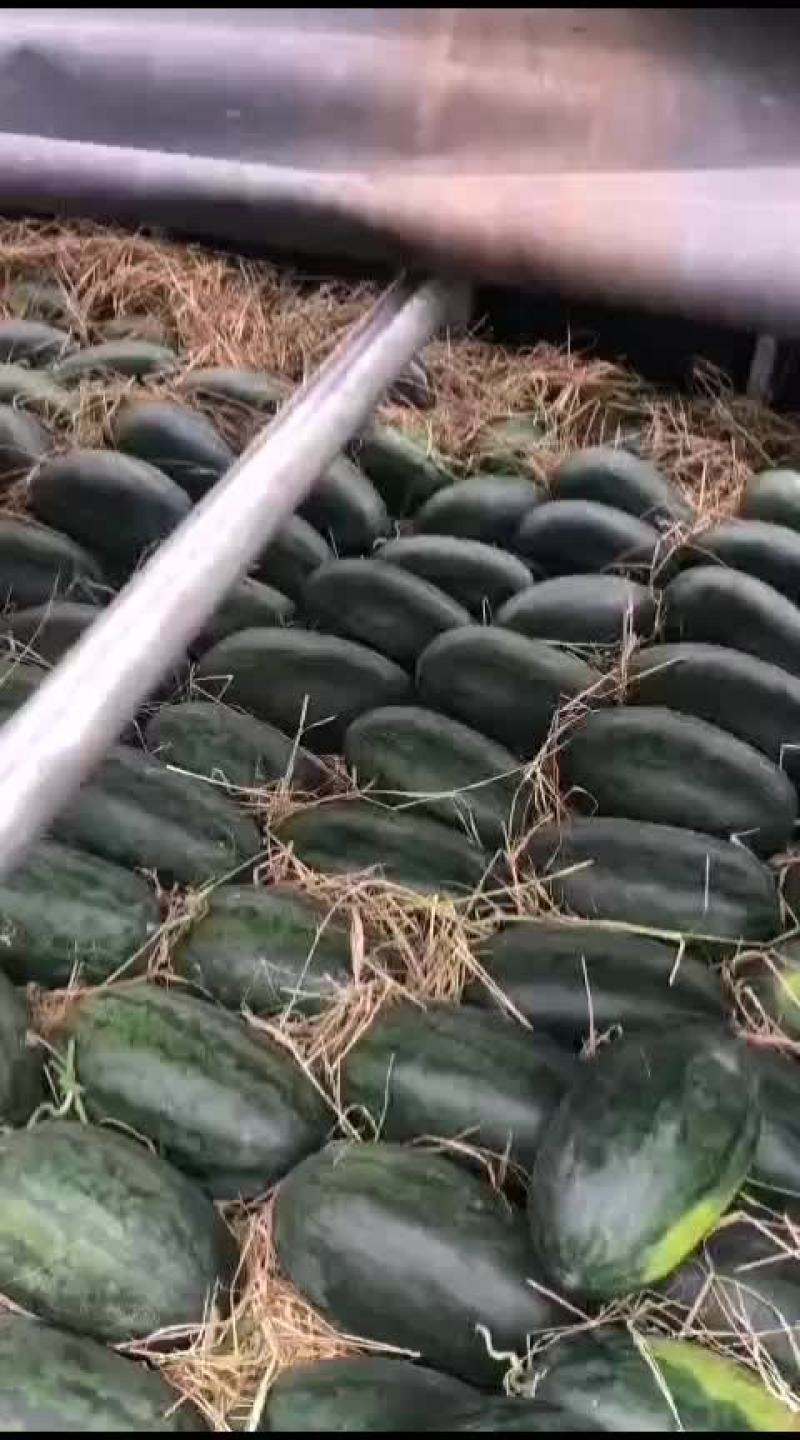 越南西贡黑美人