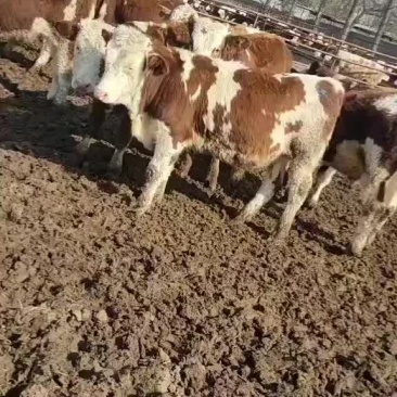 (合作社直销)西门塔尔牛犊小公牛