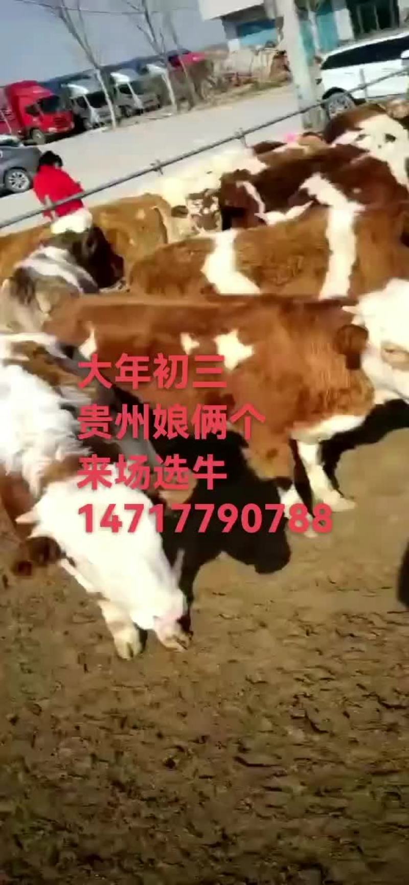 (合作社直销)西门塔尔牛犊小公牛