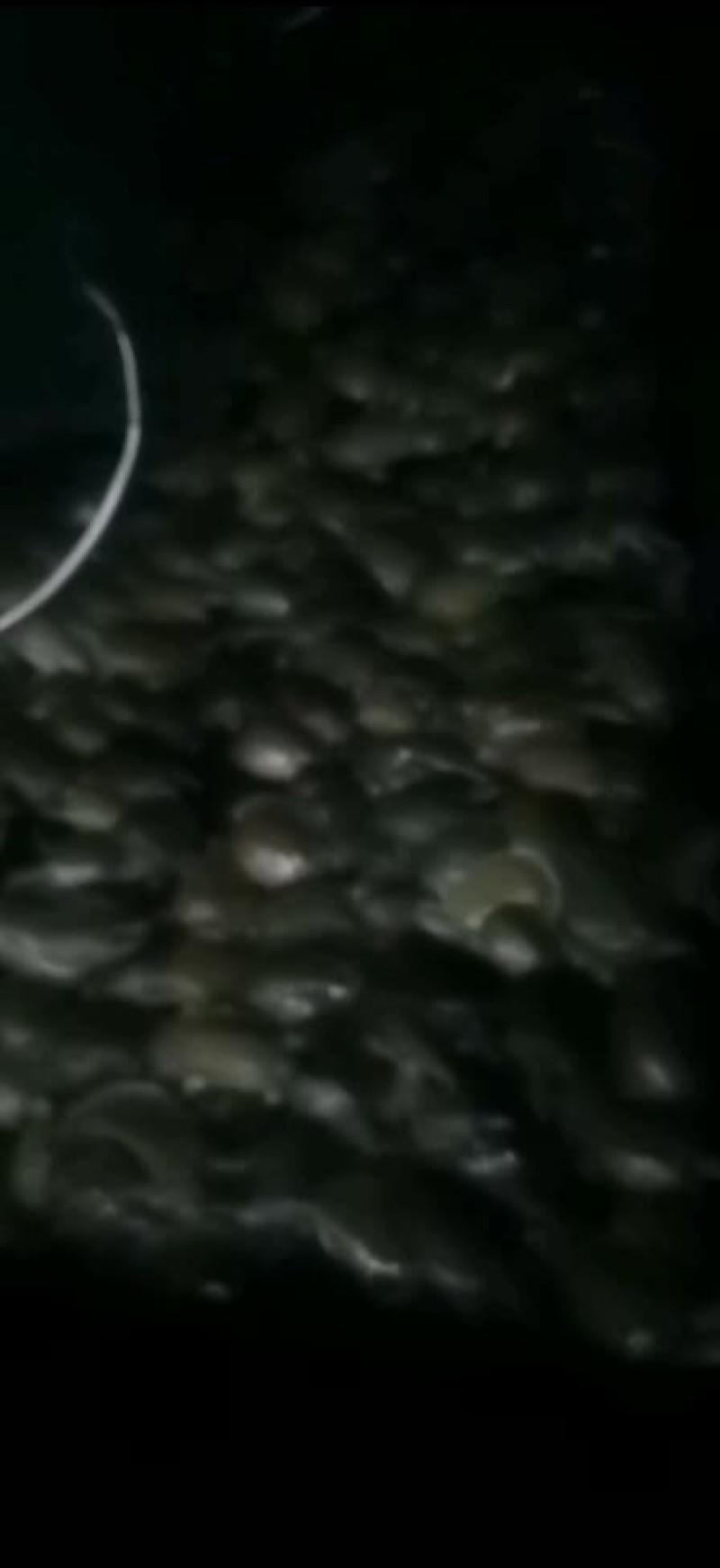 温室甲鱼