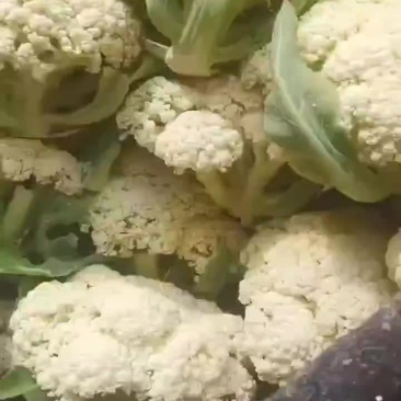 白花，马上涨价