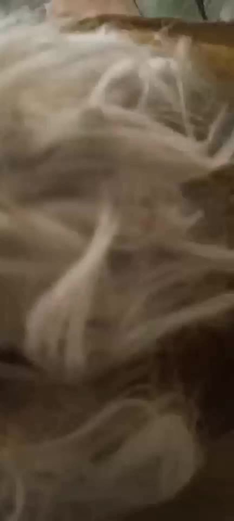 精品山羊毛，新疆伊犁大量出售