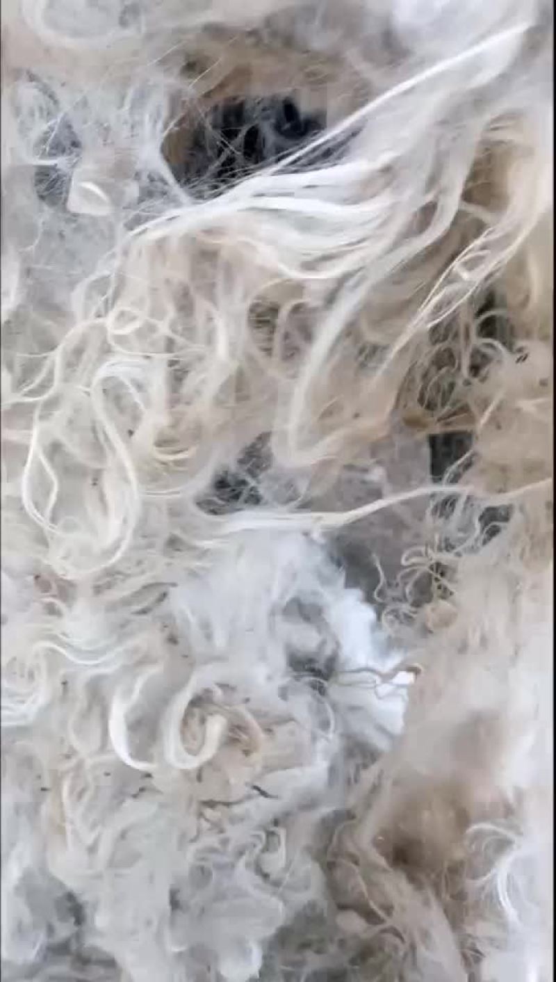 精品山羊毛，新疆伊犁大量出售