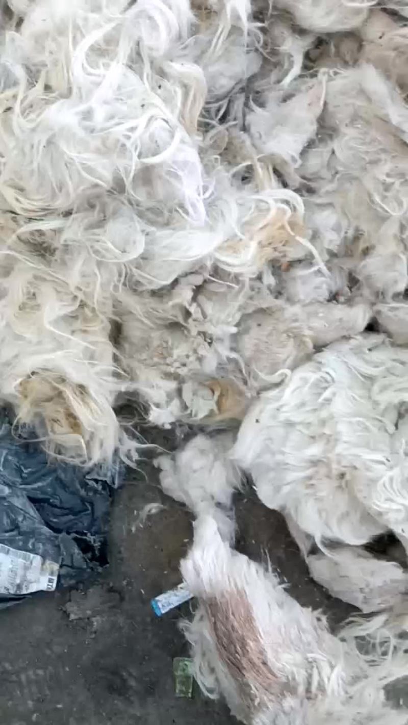 精品山羊毛，新疆伊犁大量出售