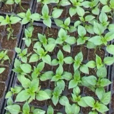 辣椒苗，茄子苗，番茄苗，甜瓜苗，西瓜苗