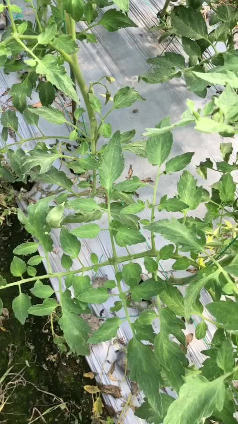 辣椒苗，茄子苗，番茄苗，甜瓜苗，西瓜苗