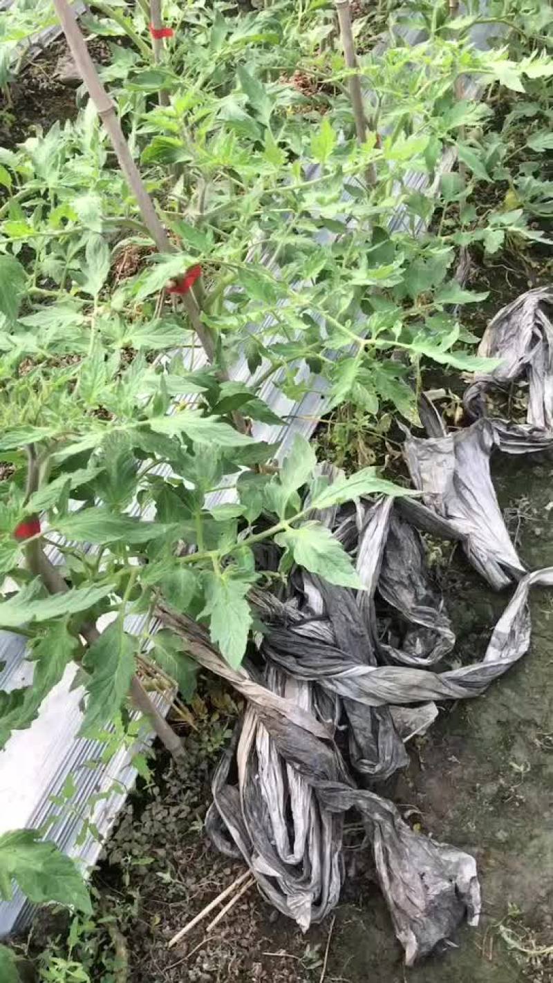 辣椒苗，茄子苗，番茄苗，甜瓜苗，西瓜苗