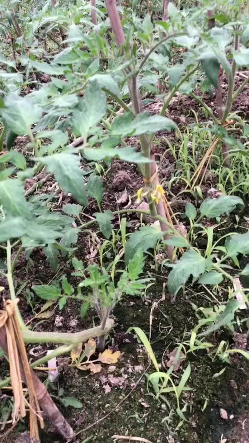 辣椒苗，茄子苗，番茄苗，甜瓜苗，西瓜苗