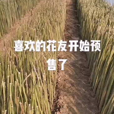 蔷薇杆