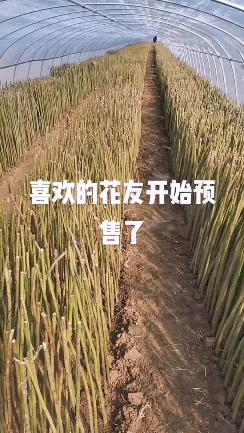 蔷薇杆