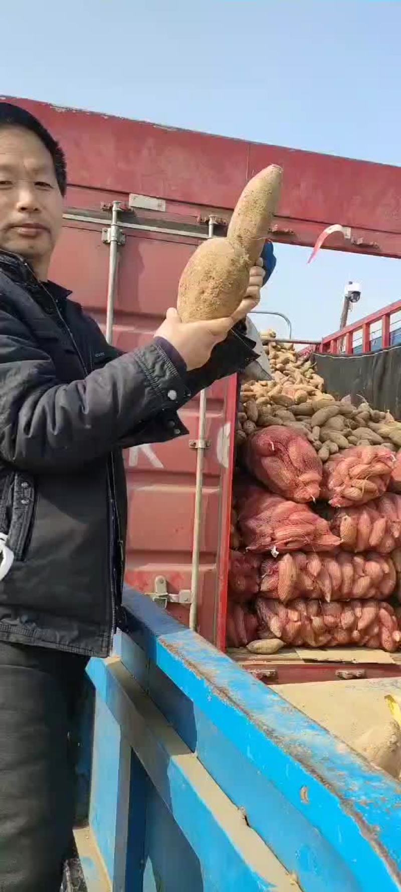 大量出售龙九红薯，精品红薯#商品，另外有龙九中薯出售