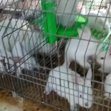 基地养殖伊拉肉兔，伊普吕杂交兔，可送货上门服务，