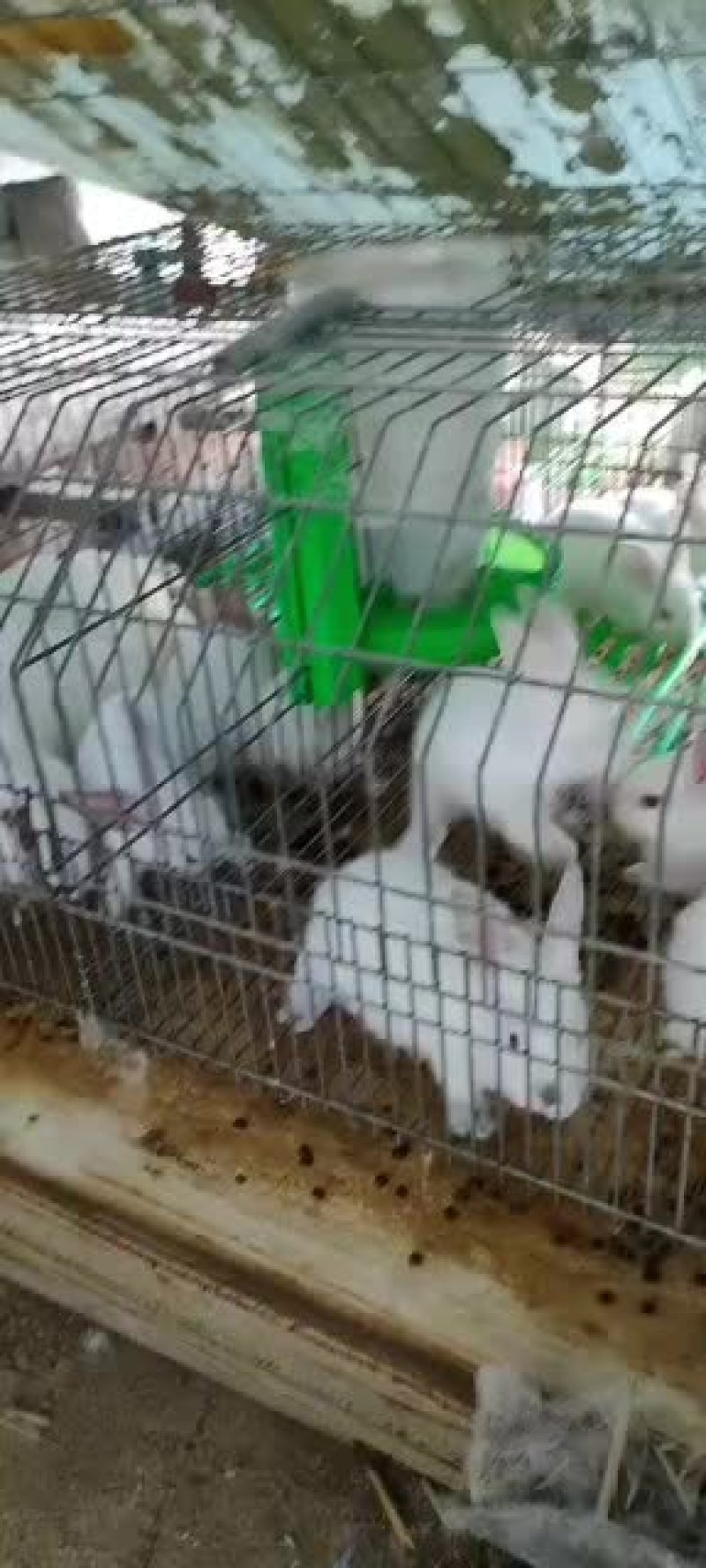 基地养殖伊拉肉兔，伊普吕杂交兔，可送货上门服务，