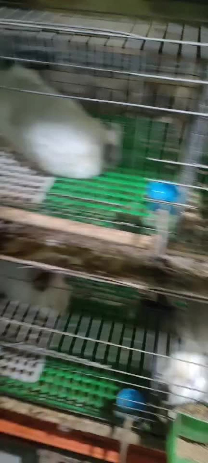基地养殖伊拉肉兔，伊普吕杂交兔，可送货上门服务，