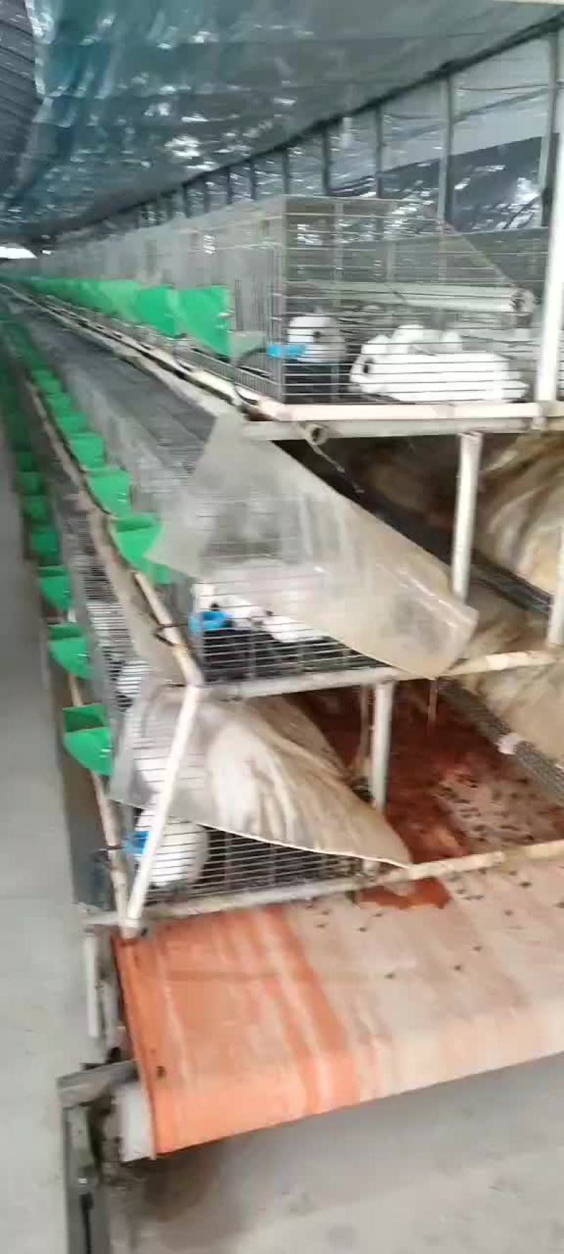 基地养殖伊拉肉兔，伊普吕杂交兔，可送货上门服务，