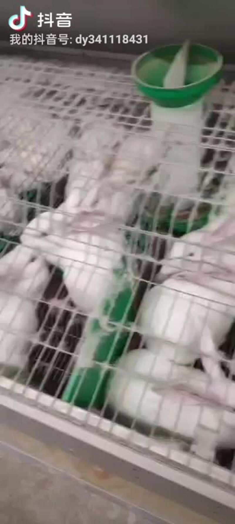 基地养殖伊拉肉兔，伊普吕杂交兔，可送货上门服务，