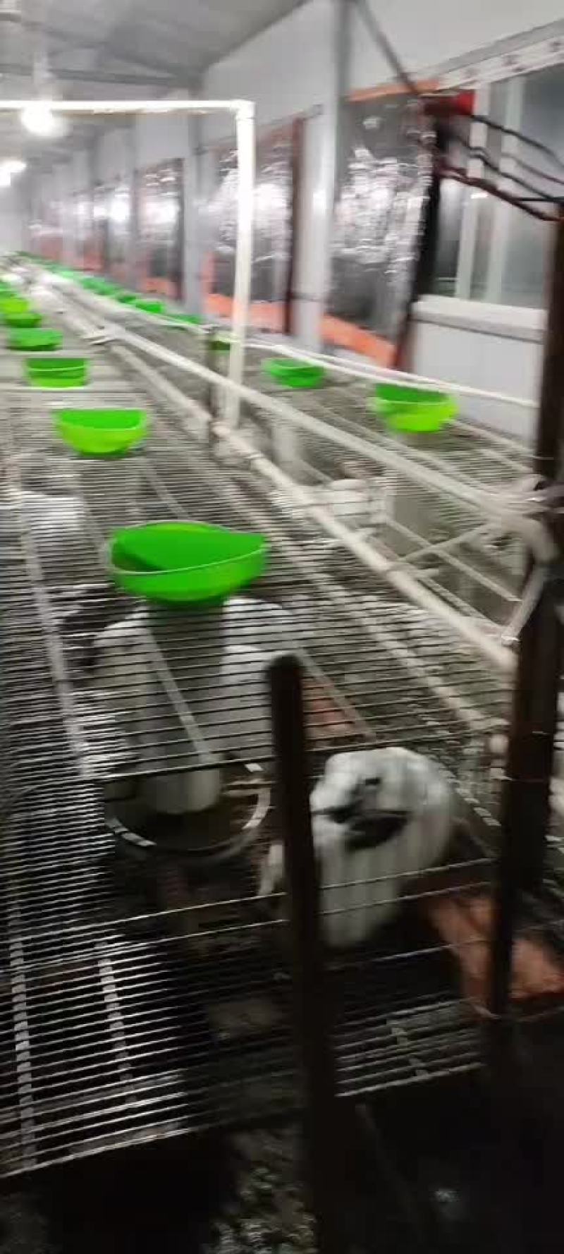 基地养殖伊拉肉兔，伊普吕杂交兔，可送货上门服务，