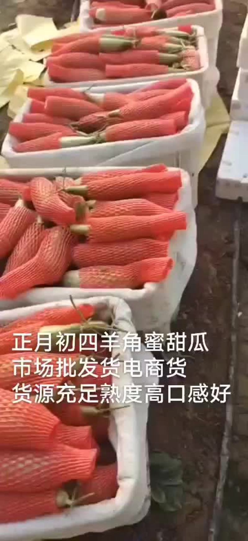 潍坊羊角蜜甜瓜，羊角脆甜瓜，地头装车质量有保证
