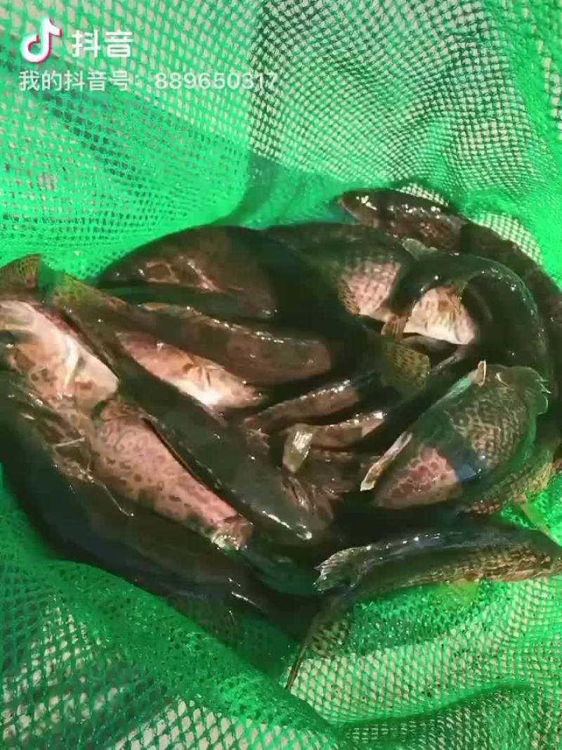 斑鳜鳜鱼
