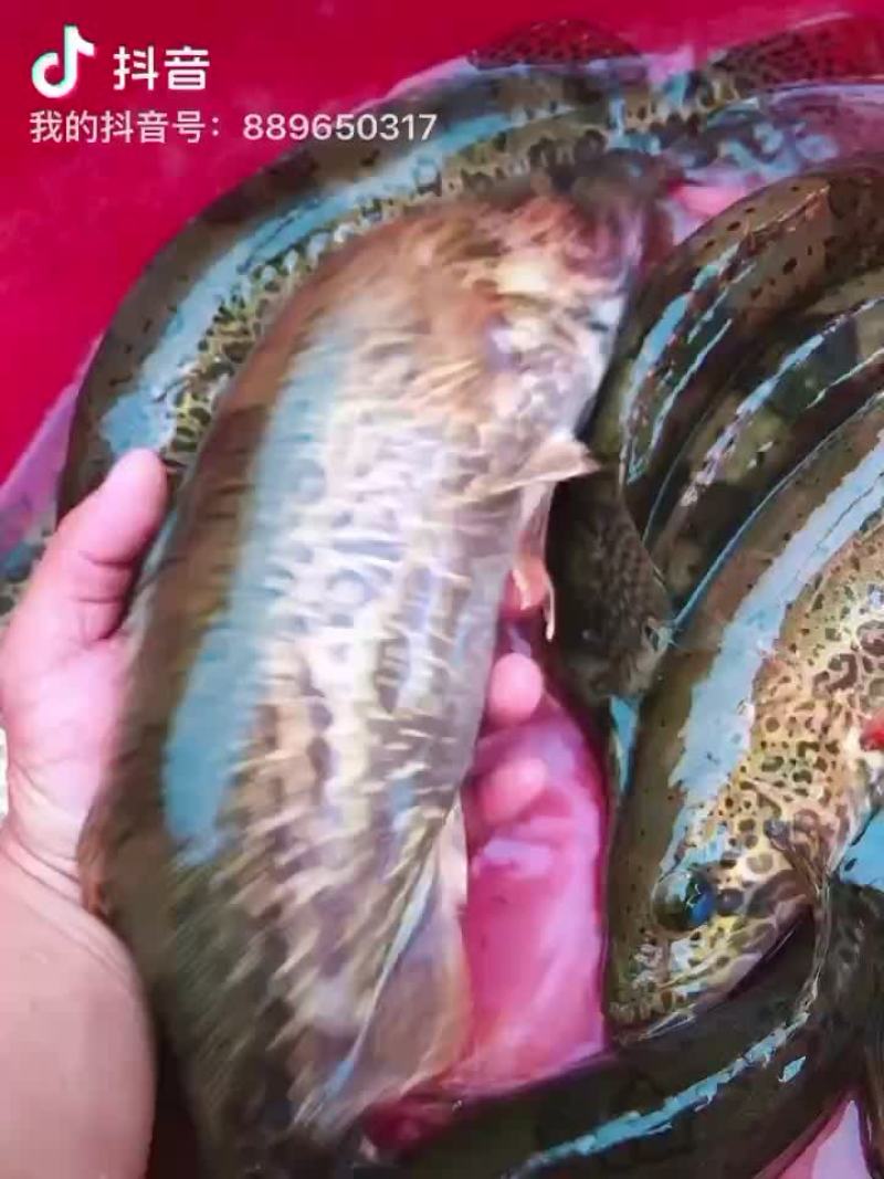 斑鳜鳜鱼