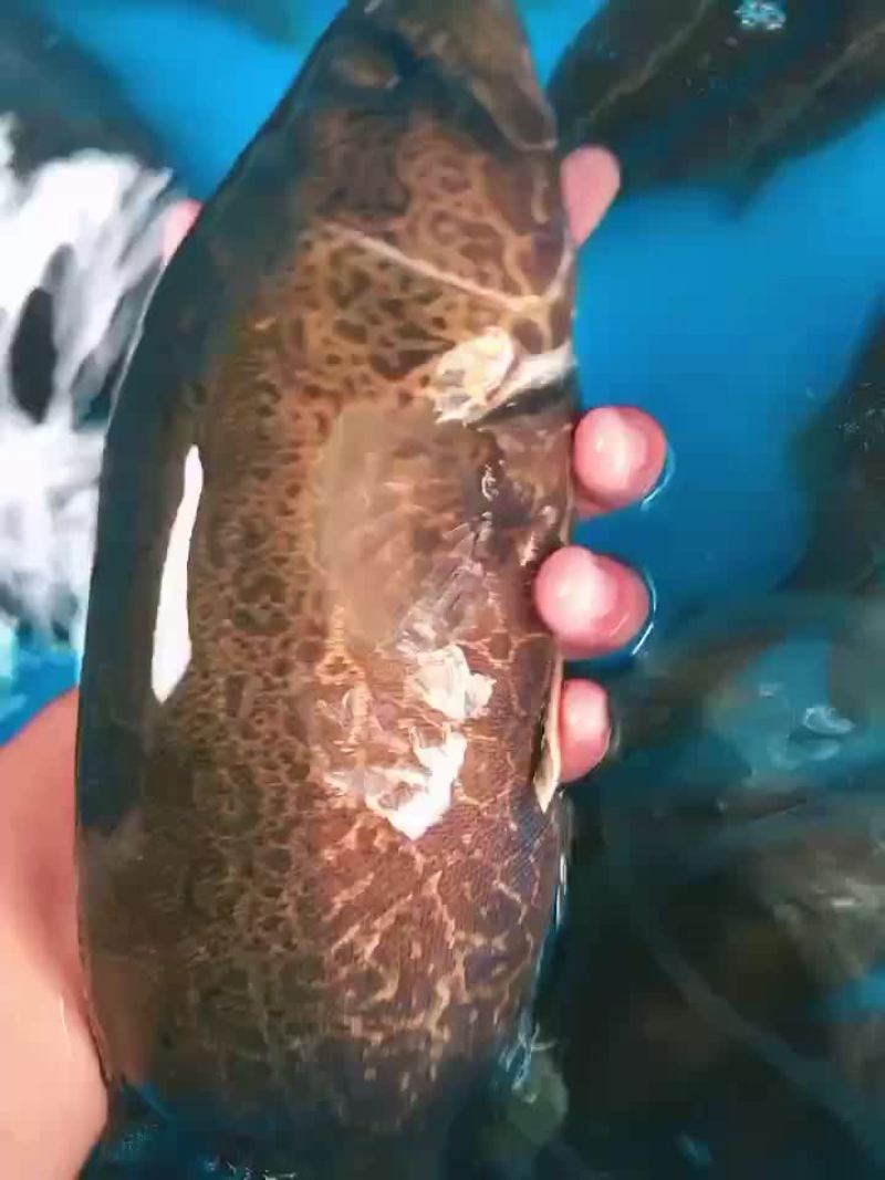 斑鳜鳜鱼