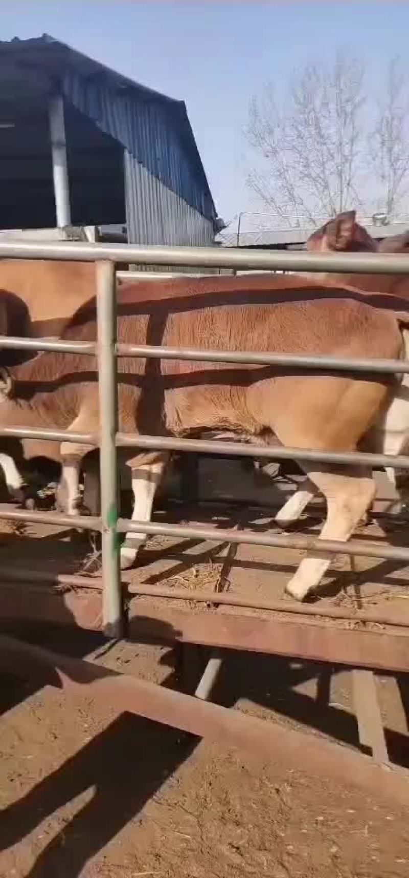 （热销）西门塔尔牛犊