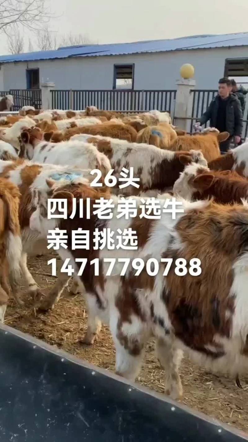 （热销）西门塔尔牛犊