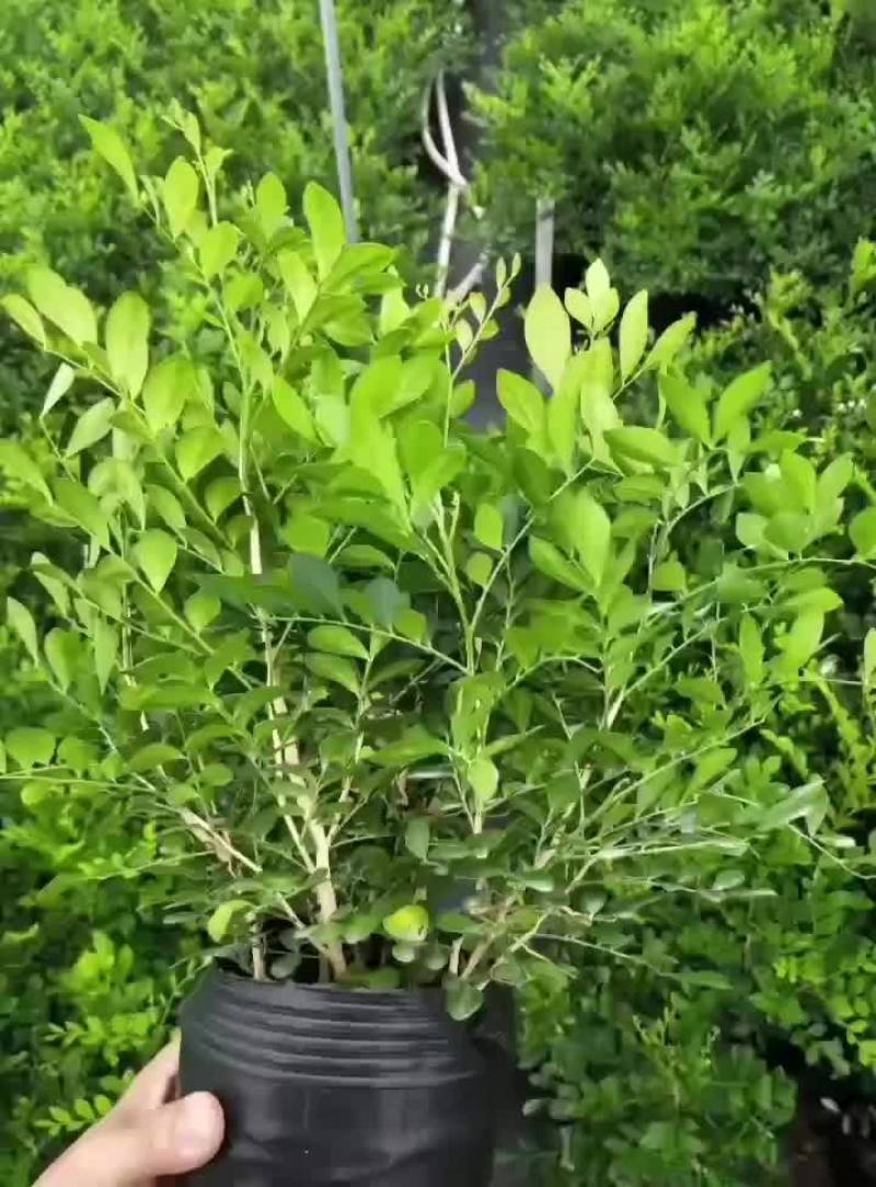 九里香基地直销，精挑细选，量大价优，一手货源