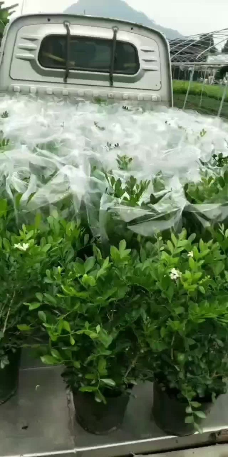 九里香基地直销，精挑细选，量大价优，一手货源