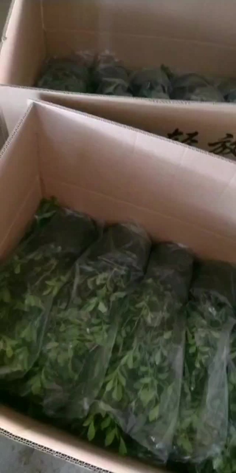 九里香基地直销，精挑细选，量大价优，一手货源