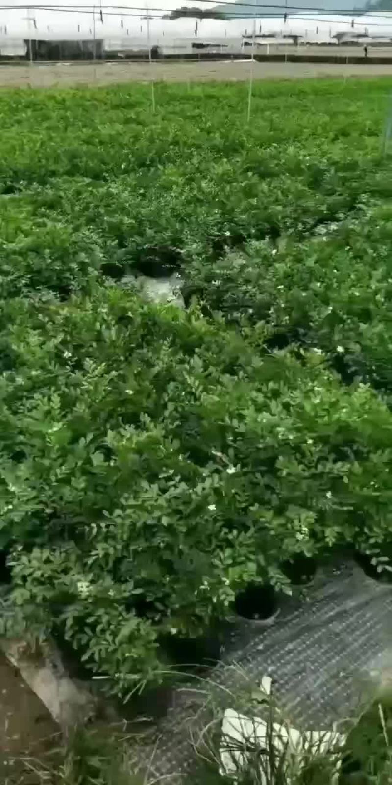 九里香基地直销，精挑细选，量大价优，一手货源