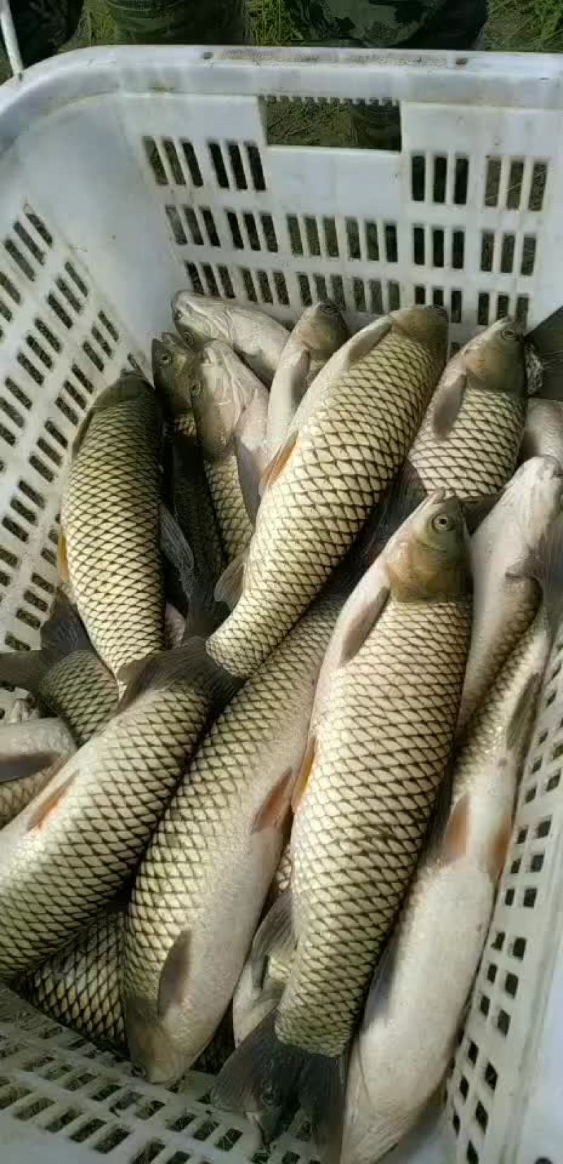 草鱼，各种规格质量好，可下塘垂钓，开口快