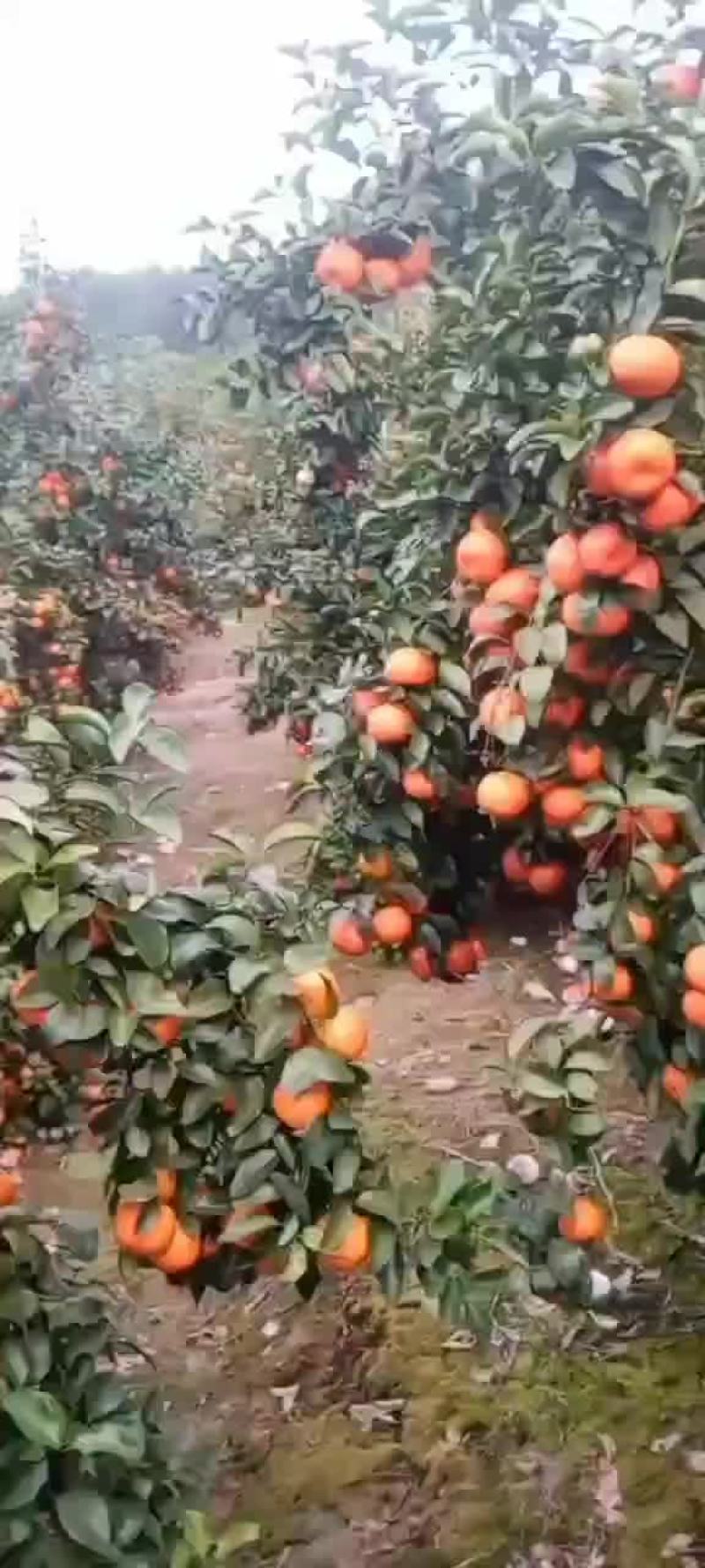 七八万斤砂糖橘，果农，有老板需要可以联系我