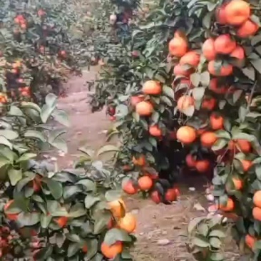 七八万斤砂糖橘，果农，有老板需要可以联系我
