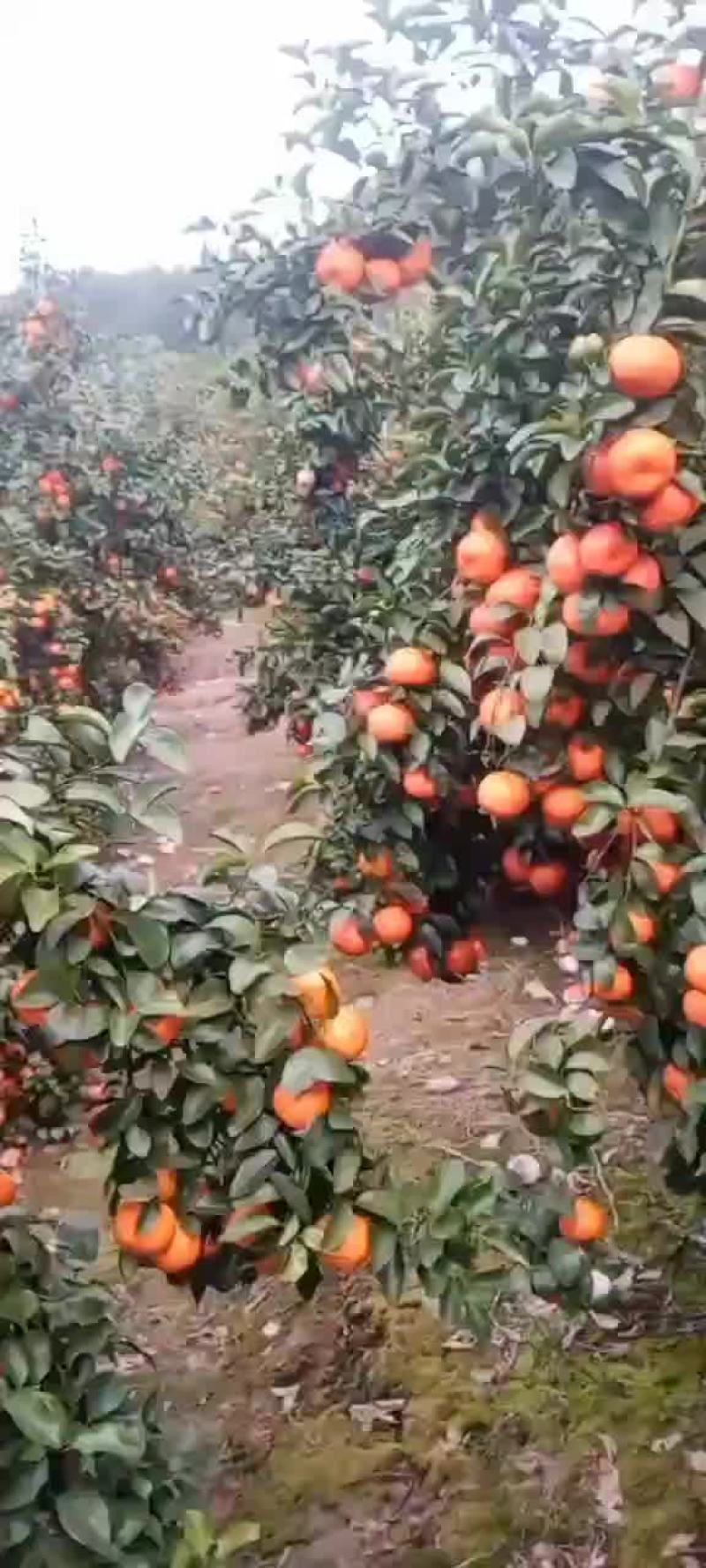 七八万斤砂糖橘，果农，有老板需要可以联系我