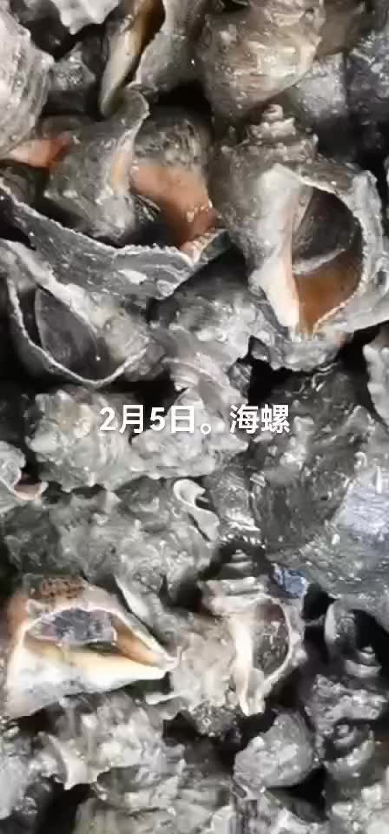 海螺