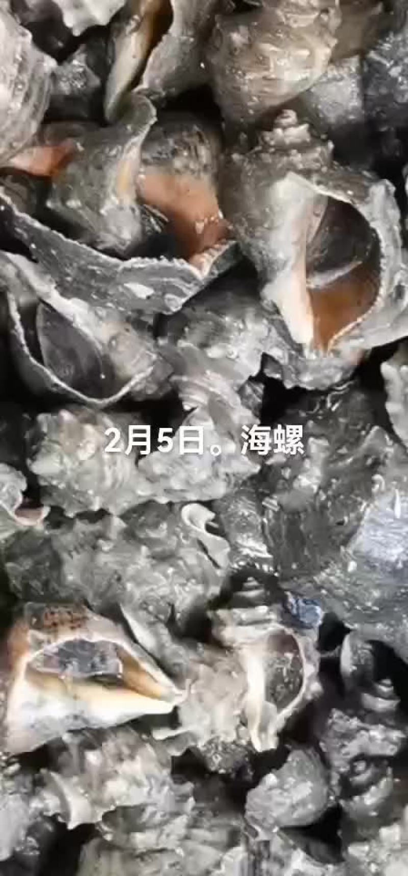 海螺