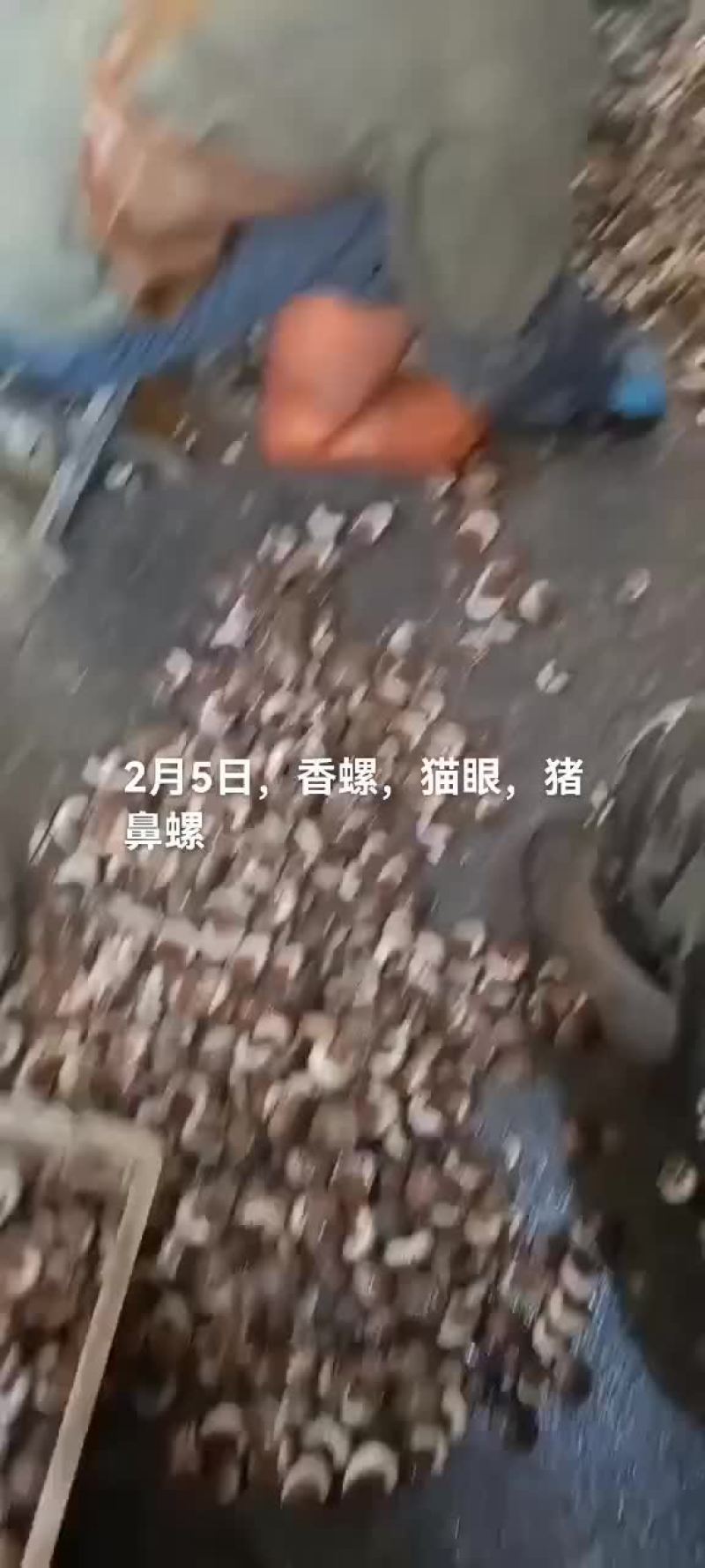 海螺