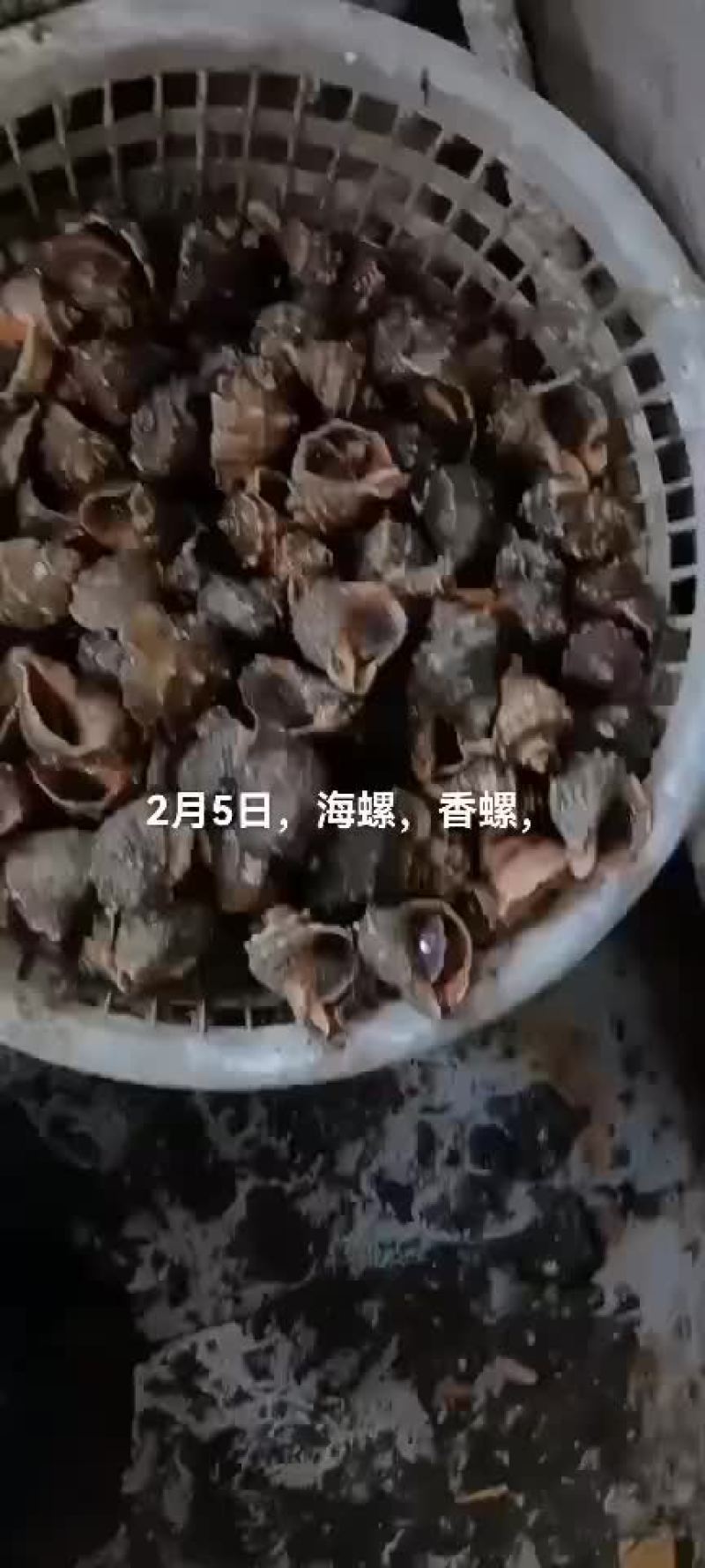 海螺