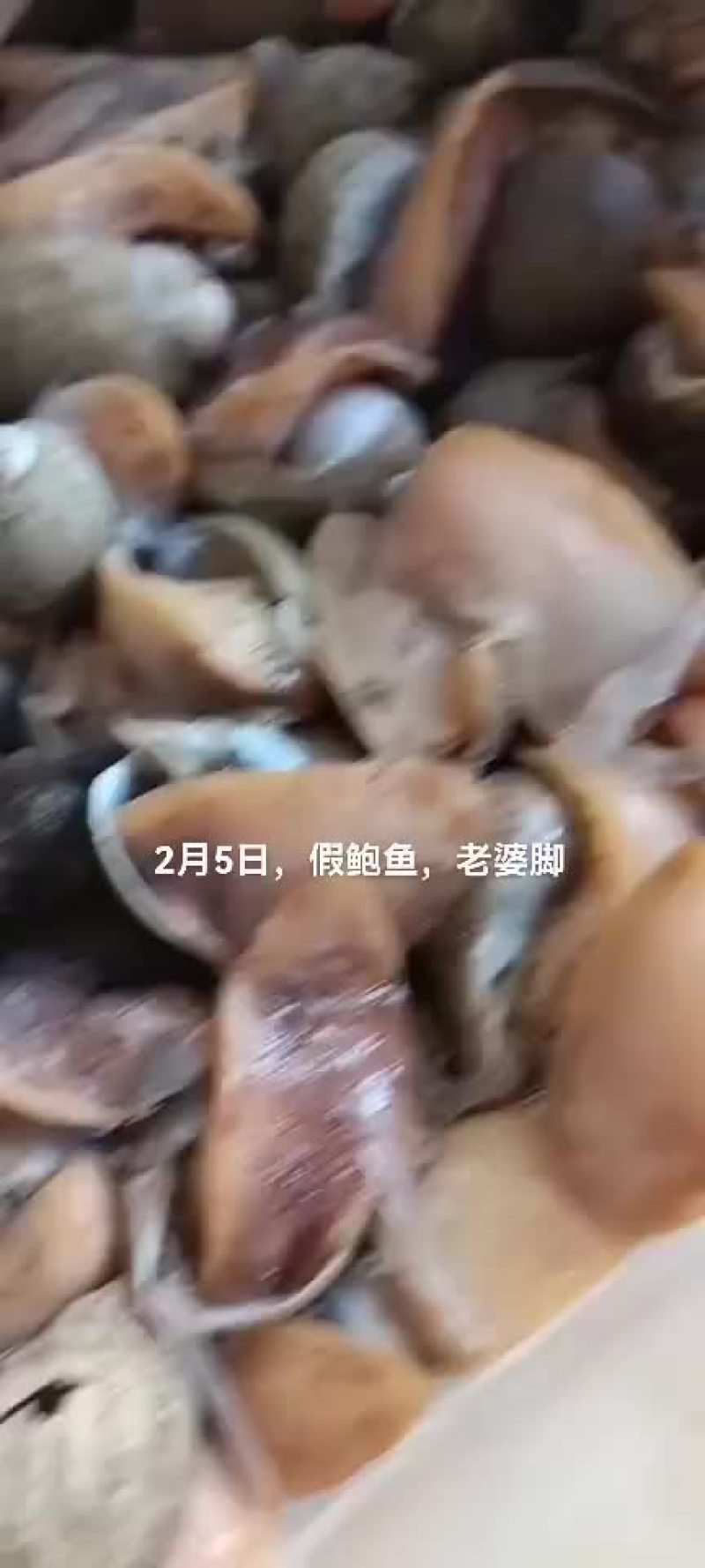 假鲍鱼