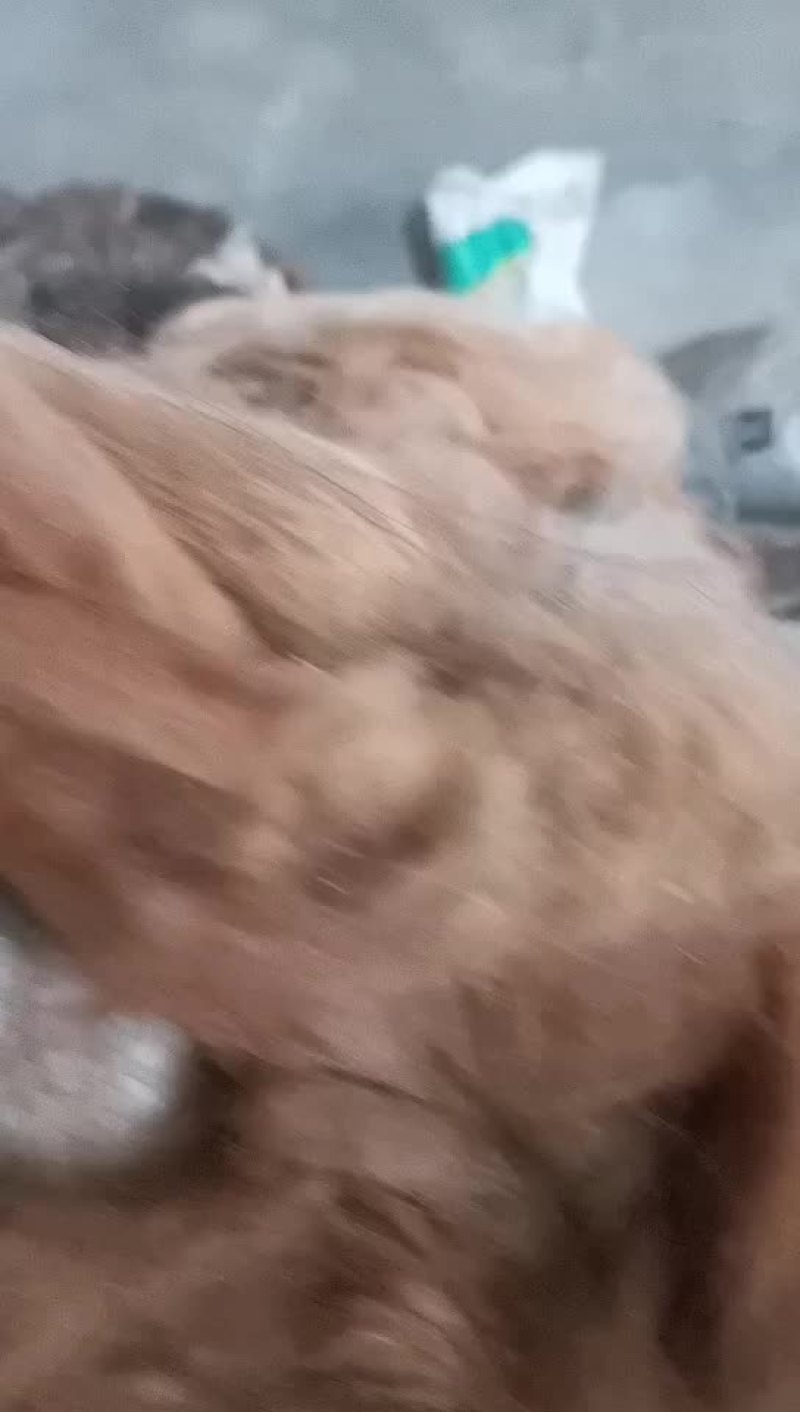 骆驼毛，大量出售