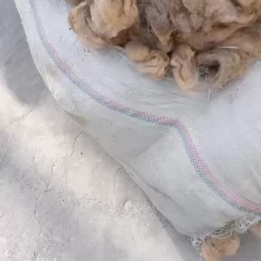 骆驼毛，大量出售